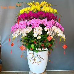 Lan hồ điệp vàng trắng hồng tím - HD251