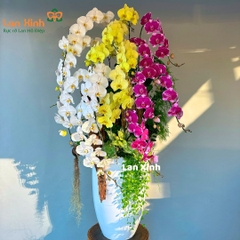 lan hồ điệp 16 cành trắng tím xanh