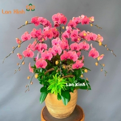 Lan hồ điệp màu cam đỏ 12 cành HD142