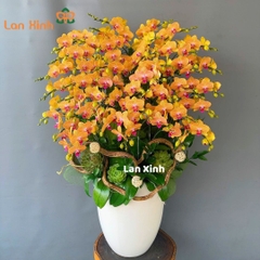 Lan hồ điệp cam 40 cành - HD177