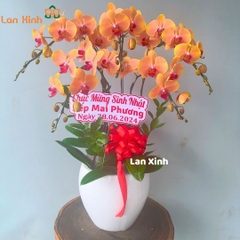 Lan hồ điệp cam 5 cành - HD373