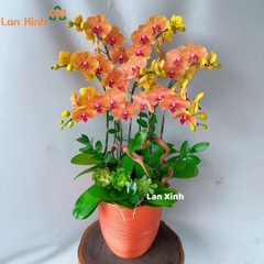 Lan hồ điệp cam 7 cành - HD418