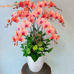 Lan hồ điệp cam 7 cành - HD418