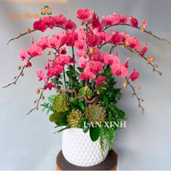 lan hồ điệp cam đỏ 11 cành