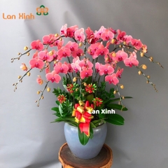 lan hồ điệp cam đỏ 12 cành