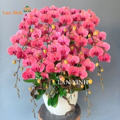 Lan hồ điệp cam đỏ 13 cành