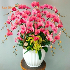 Lan hồ điệp cam đỏ 15 cành - HD436