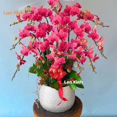 Lan hồ điệp cam đỏ 16 cành