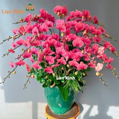 Lan hồ điệp cam đỏ 25 cành - HD138