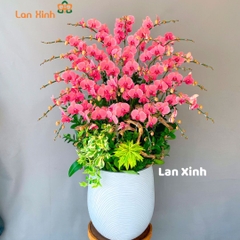 lan hồ điệp cam đỏ 30 cành HD107