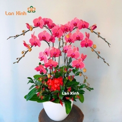 Lan hồ điệp cam đỏ 7 cành