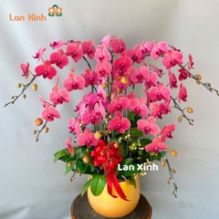 Lan hồ điệp cam đỏ 8 cành