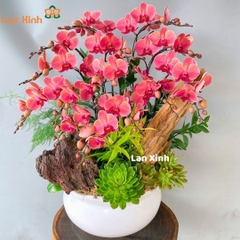 Lan hồ điệp cam đỏ để bàn - HD501