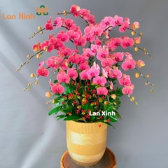 Lan hồ điệp cam đỏ 14 cành