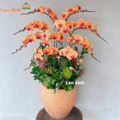 Lan hồ điệp cam sen đá 10 cành - HD403