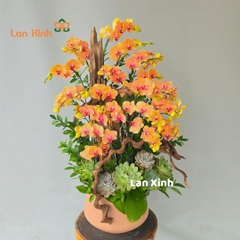 Lan hồ điệp cam sen đá gỗ lũa - HD443