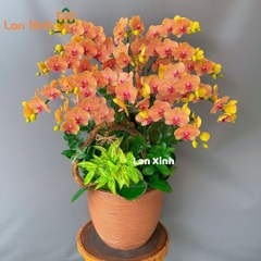 lan hồ điệp cam sọc 15 cành - HD186