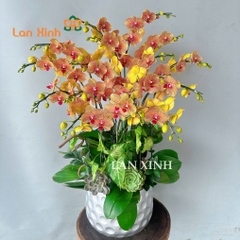 Lan hồ điệp màu cam sọc tặng khai trương