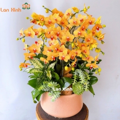 Lan hồ điệp cam sọc 2 vòi để bàn