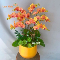 Lan hồ điệp cam sọc 9 cành - HD425