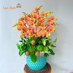 Lan hồ điệp cam sọc mix sen đá - HD460