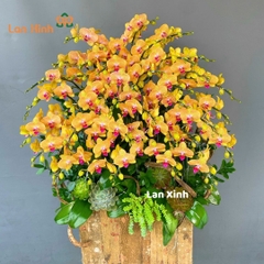 Lan hồ điệp cam sọc chậu gỗ - HD510