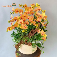 Lan hồ điệp cam sọc để bàn - HD495