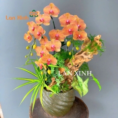 lan hồ điệp cam sọc ghép nghệ thuật