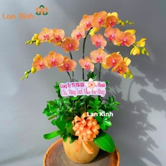 Lan hồ điệp cam sọc 5 cành