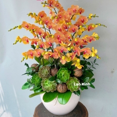 Lan hồ điệp cam sọc sen đá