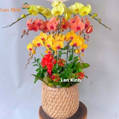 Lan hồ điệp cam vàng xanh táo 9 cành - HD435