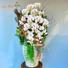 Lan hồ điệp trắng đột biến gỗ nghệ thuật ngày Tết đẹp