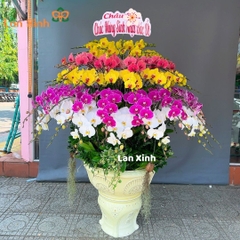 Lan hồ điệp đa màu sắc cao cấp - HD275