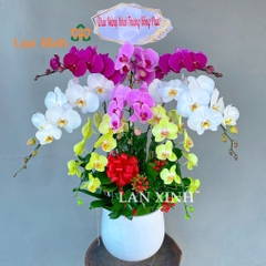 Chậu lan hồ điệp tặng khai trương