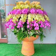 Chậu lan hồ điệp đa sắc ghép xoay tròn