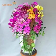 Lan hồ điệp đa sắc mix gỗ lũa - HD476