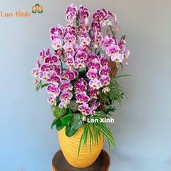 Lan hồ điệp đột biến tím 10 cành - HD374