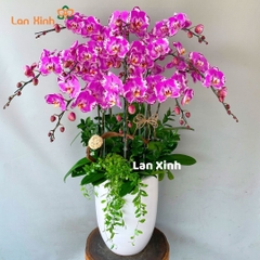 Lan hồ điệp đột biến 11 cành - HD342