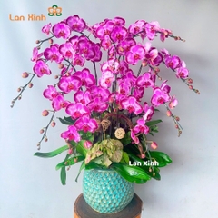 Lan hồ điệp đột biến 12 cành