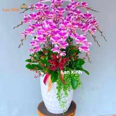 Lan hồ điệp đột biến 15 cành