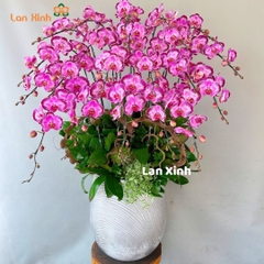 Lan hồ điệp đột biến 21 cành