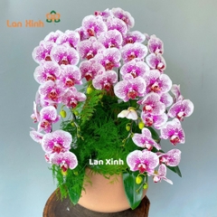 Lan hồ điệp đột biến 5 cành để bàn - HD448