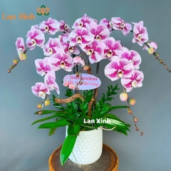 Lan hồ điệp đột biến 5 cành