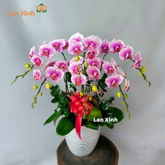 Lan hồ điệp đột biến 6 cành