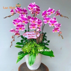 Lan hồ điệp đột biến 6 cành - HD396