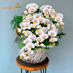 Lan hồ điệp đột biến 8 cành để bàn - HD457