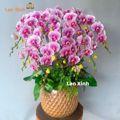 Lan hồ điệp đột biến 9 cành