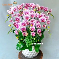 Lan hồ điệp đột biến 9 cành - HD338