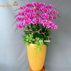 Lan hồ điệp đột biến bản đồ 20 cành - HD404