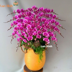 Lan hồ điệp đột biến bản đồ 25 cành